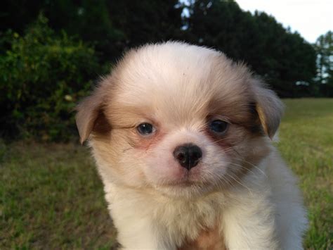 Japanese Chin Puppies For Sale Ahoskie Nc 243806