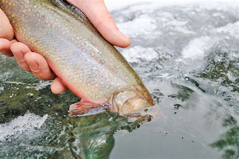 Try Hardwater Trout For Change Of Pace This Season Game And Fish