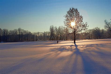 Royalty Free Image Sunny Winter Morning By Michey