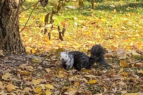 People In Toronto Keep Spotting A Majestic Black And White Squirrel