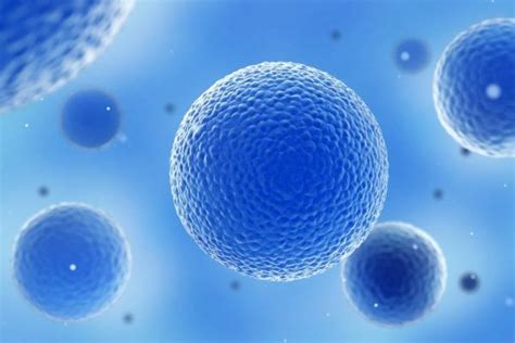 Fases Del Crecimiento De Un Organismo Con La Reproducción Celular