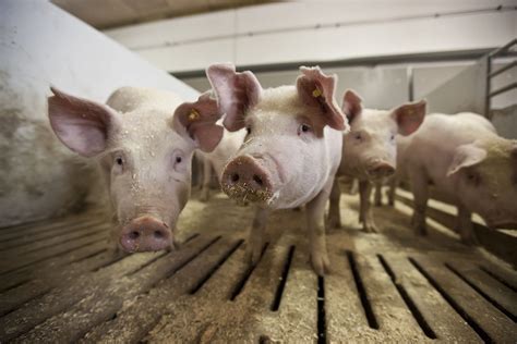 Social Pigs A New Dimension To Pig Genetics Pig Progress
