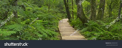 Path Through Lush Temperate Rainforest Garden Stock Photo 678767251