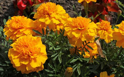 Xs Wallpapers Hd Marigold Flowers Wallpapers