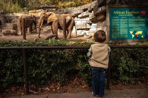 Greenville Zoo Greenville Sc Kid Friendly Activity Reviews Best