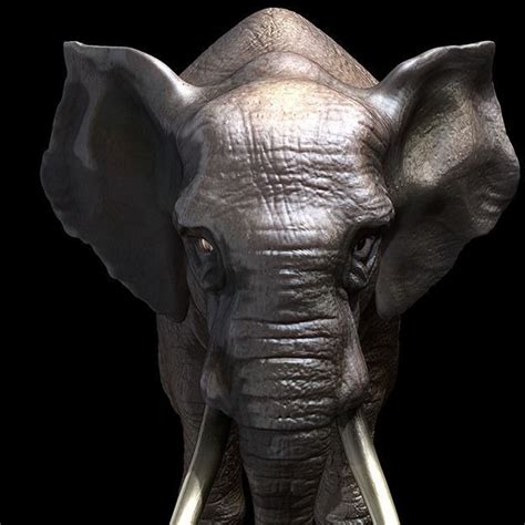 African Elephant 3d Model Cgtrader