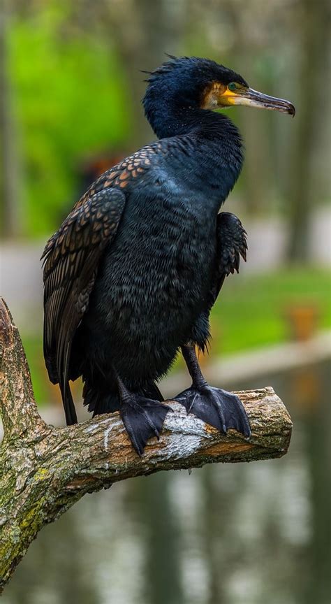 About Wild Animals Picture Of A Cormorant Pet Birds Birds