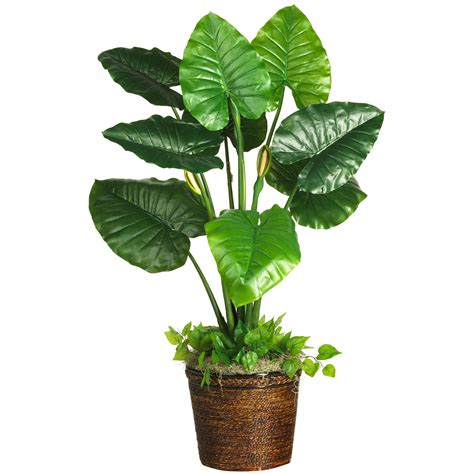 Taro Plant Kalo Clip Art Library