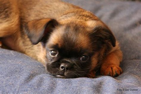 Just look at this sweet baby!! Brussels Griffon short haired | Animals | Pinterest