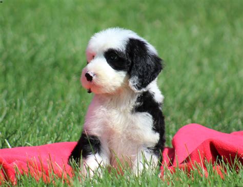 Sheepadoodle Puppies For Sale Greenfield Puppies