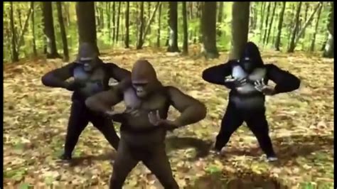 Gorillas Dancing But Wap Is Played Youtube