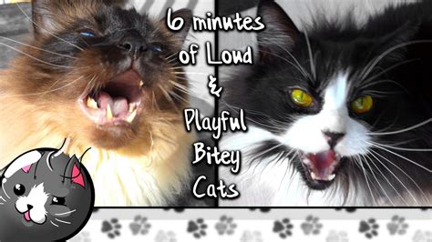 6 Minutes Of Loud And Playful Cats Bitey Too Catatonic Youtube