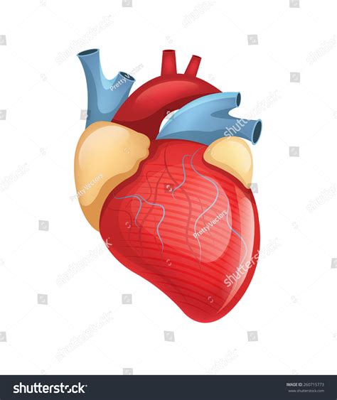 Vector Human Heart Illustration Stock Vector 260715773