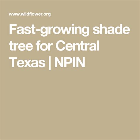 Fast Growing Shade Tree For Central Texas Npin Fast Growing Shade