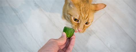 Cat Is Trying To Eat A Cucumber