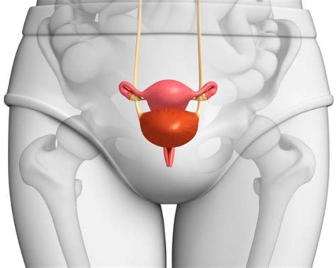 Prolapsed Bladder Cystocele Causes Symptoms Surgery And Treatments