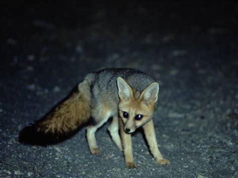 Cape Fox Canids