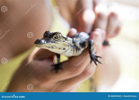 Cute Baby Alligator Stock Photo Image 46655542