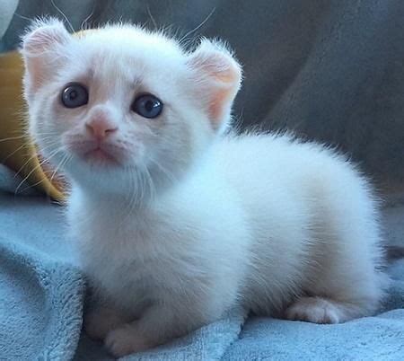 We currently reside in beautiful new westminister, british columbia! Munchkin Cats For Sale | Rochester, NY #151619 | Petzlover