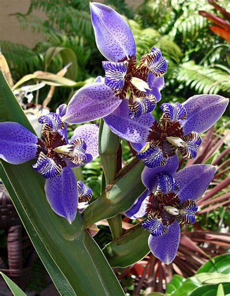 Photo of care of irises in the garden. Apostle Plant (Walking Iris) | Plants, House plants, Orchids
