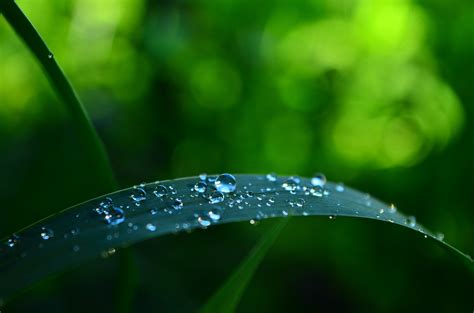 Macro After Rain Photography Print Wall Decor Framed And Unframed