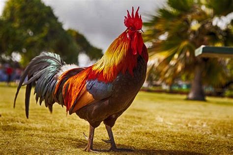 Rooster Images · Pixabay · Download Free Pictures