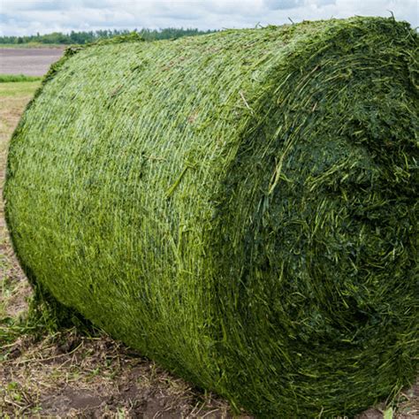 Alfalfa Hay For Sale Allhaycom