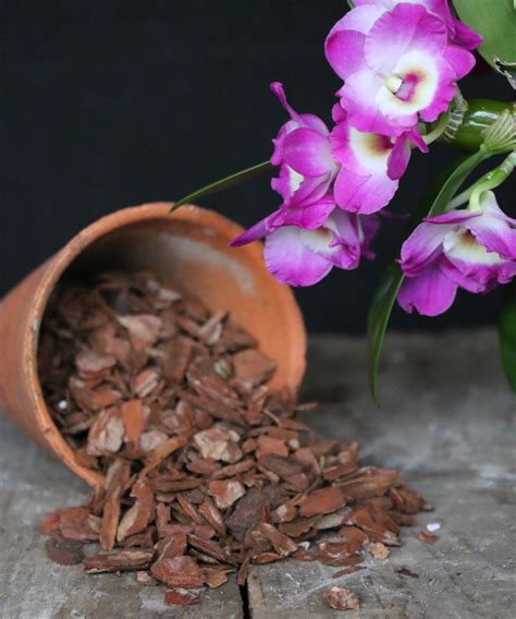 Cymbidium Compost Mix Repot Orchid Care Mcbeans Orchids