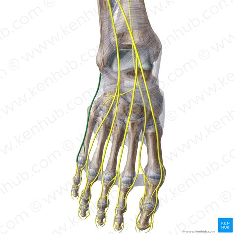 Arteries And Nerves Of The Foot Anatomy Atlas Orthoracle Luanmd