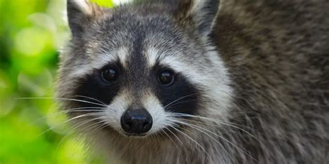 What To Do If A Raccoon Bites You Best Treatment