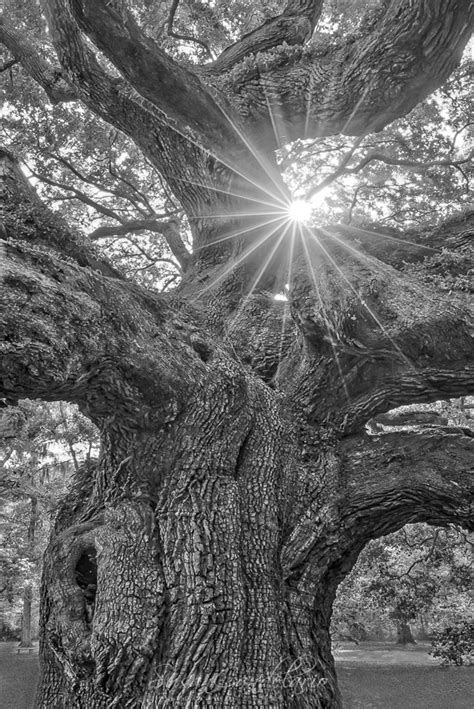 Angel Oak Tree Of Life Susan Candelario Sdc Photography