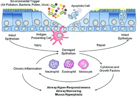 Airway Epithelial Cells