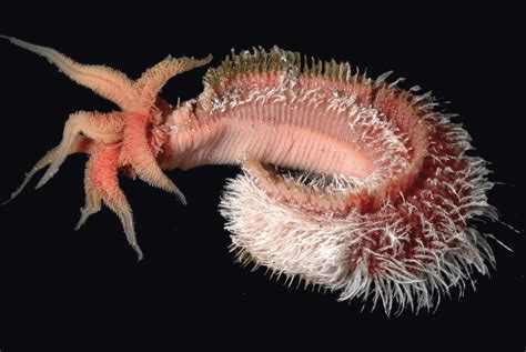 Deep Sea Polychaete Worm Who Live In Thermal Vents And Experience Regular Temperatures Of 80