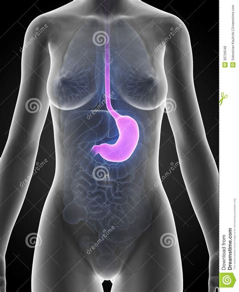 Female stomach stock illustration. Illustration of anatomy - 30726548