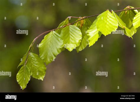 Spring Foliage Of The European Beech Or Common Beech Fagus Sylvatica