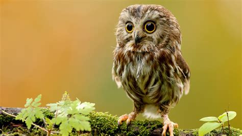 73 Cute Owl Wallpaper Wallpapersafari