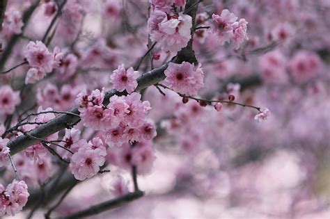 Free Slika Sakura Trešnjin Cvijet Stabala Japanske Trešnje Cvijet