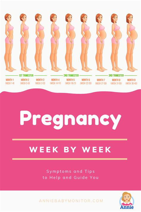 Pregnancy Signs Weeks Pregnant Pregnancy Sympthom