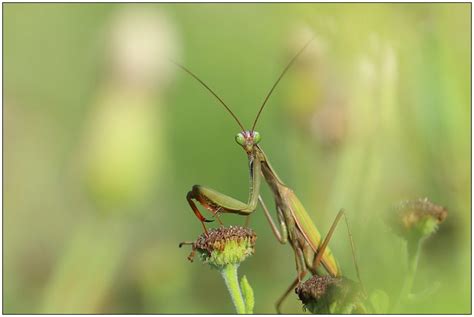 Mante Religieuse European Mantis Mantis Religiosa Flickr