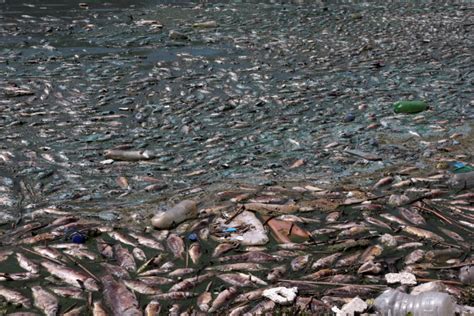Middle East News Tonnes Of Dead Fish Wash Up On Shore Of Polluted