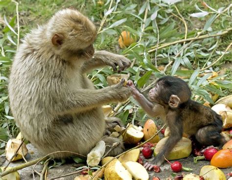 Drunken Monkeys Does Alcoholism Have An Evolutionary Basis Live Science
