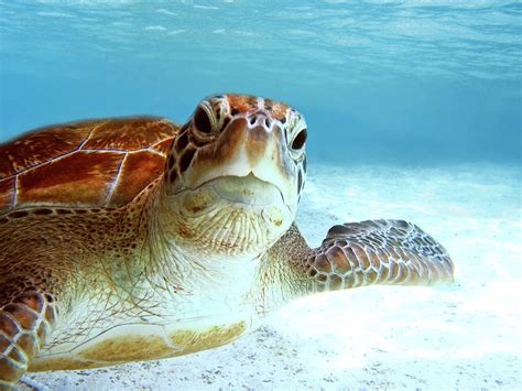 Close Up Portrait Of Endangered Green Sea Turtle Sea Turtle