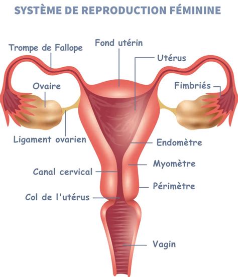 Quels sont les organes internes de l appareil génital femelle Information hospitalière