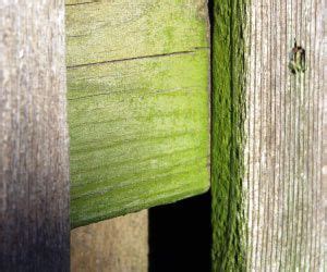 3 tips for removing graffiti the remover removes graffiti from brick, concrete and untreated wood. How to Remove Mildew from Wood | Cleaning Guides ...