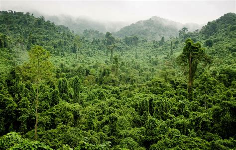 Wallpaper Greens Forest Trees Fog Tropics Jungle Jungle Images