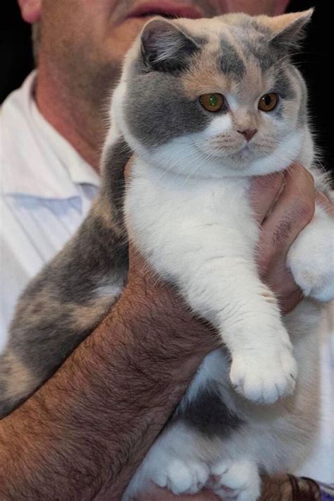 Calico British Shorthair Cat Calico American Shorthair Dogs And Cats