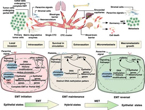 Frontiers Epigenetic Regulation Of Epithelial To Mesenchymal