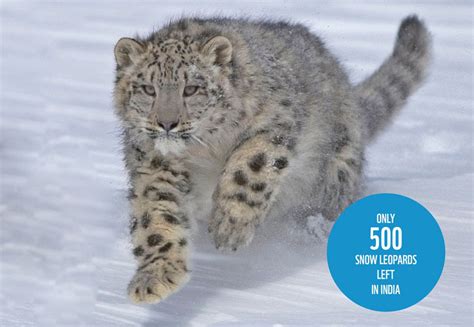 Save Snow Leopard Join Wwf India