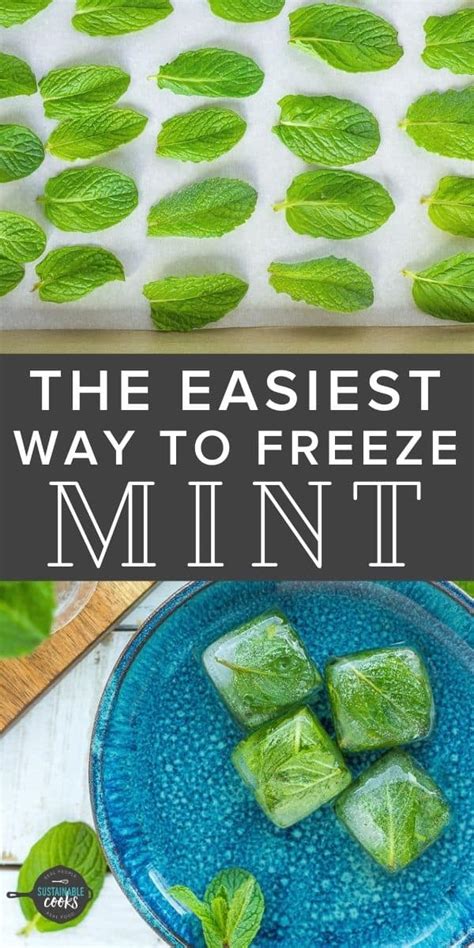 Freezing Mint How To Freeze Mint 4 Ways Sustainable Cooks