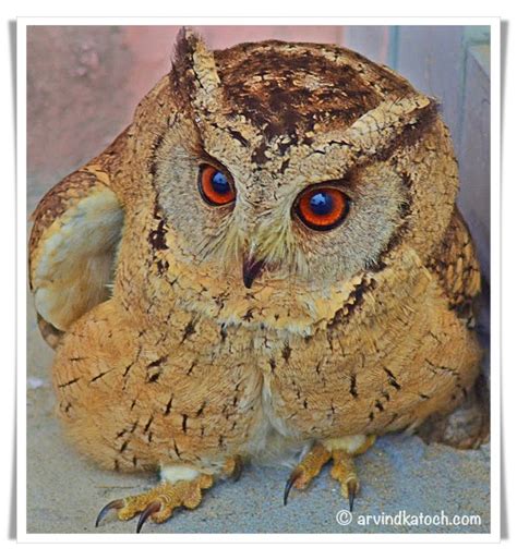 Indian Scops Owl Otus Bakkamoena Pictures And Detail A Mid Sized Owl
